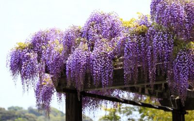 Las glicinias