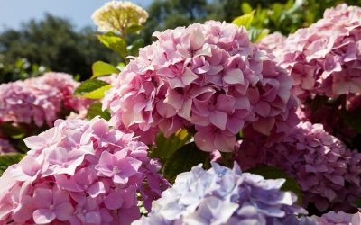 Las hortensias