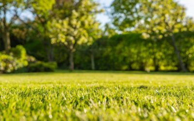 Puesta a punto del césped antes de la primavera