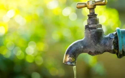 Cómo ahorrar agua en tu jardín