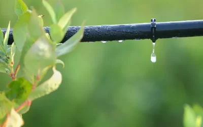7 consejos prácticos para ahorrar agua en tu jardín