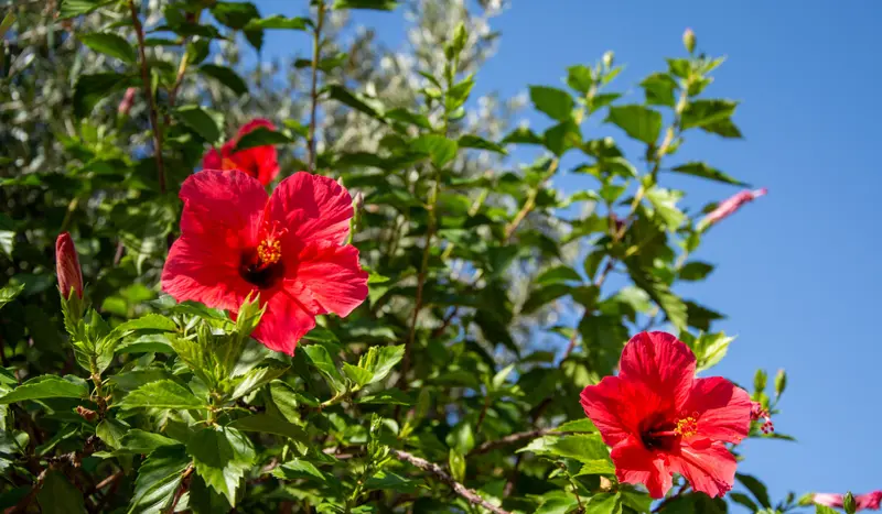 El Hibisco: belleza tropical en el jardín