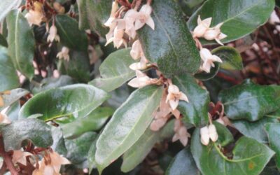 Elaeagnus ebbingei: un arbusto versátil y resistente para tu jardín