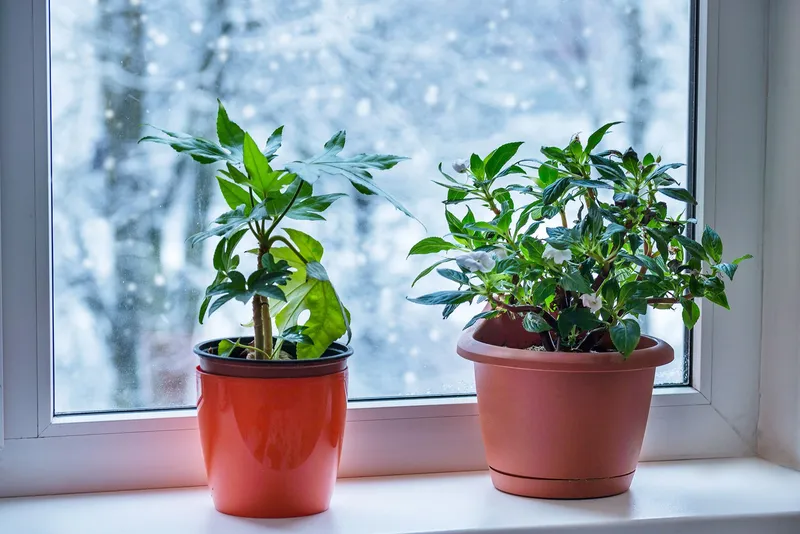 El cuidado de las plantas de interior en invierno