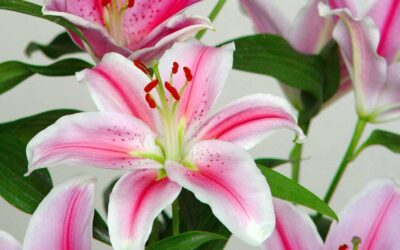 Lirio (Lilium): cuidados y características