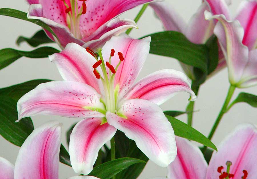 Lirio (Lilium): cuidados y características