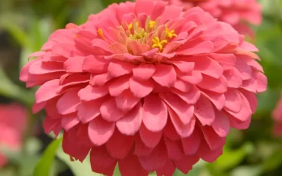 Características y cuidados de las Zinnias
