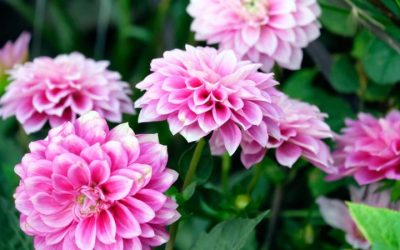 Cuidados y características de las Dalias