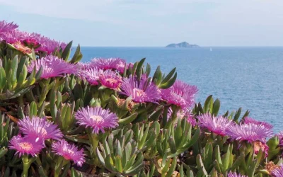 Top Plantas ideales para jardines junto al mar