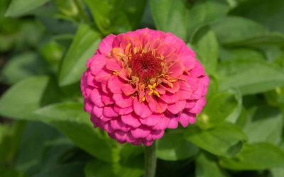 Características y cuidados de las Zinnias