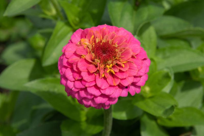 Características y cuidados de las Zinnias