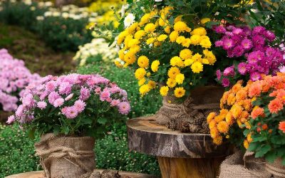 Decoración otoñal del jardín con flores de temporada: crisantemos y asters