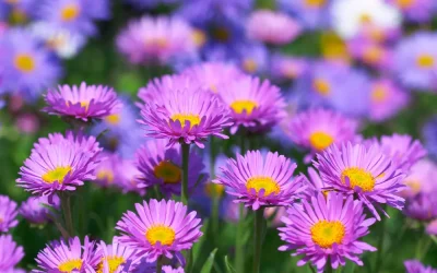 Aster: encanto otoñal en tu jardín