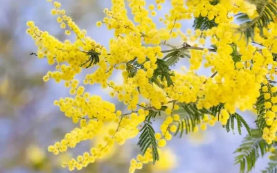 La Mimosa: belleza para tu jardín en invierno