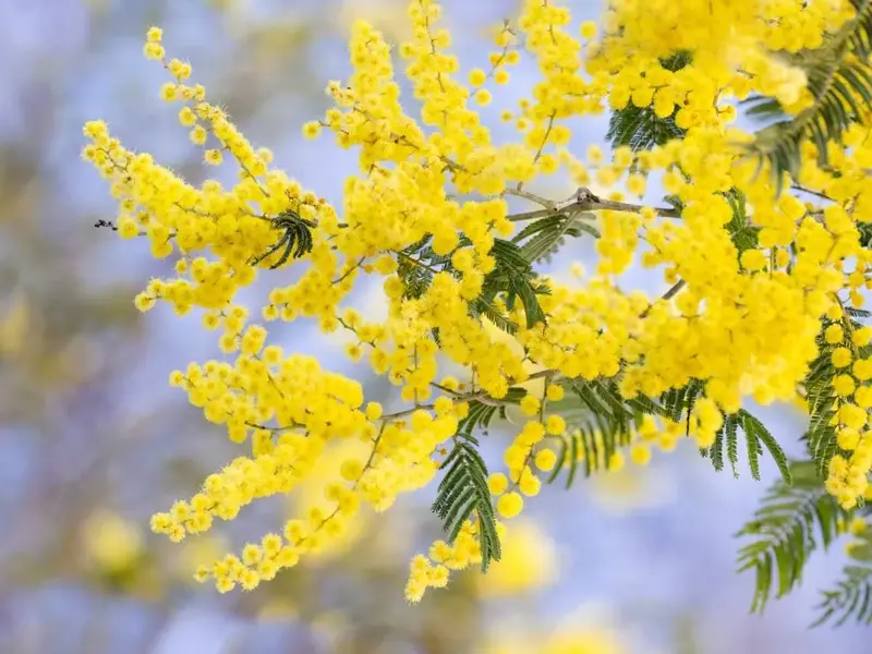 La Mimosa: belleza para tu jardín en invierno