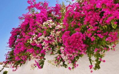 5 Plantas de exterior que aguantan bien el calor