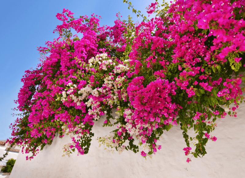 5 Plantas de exterior que aguantan bien el calor