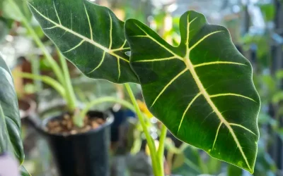 Alocasia: cuando lo tropical llega a casa